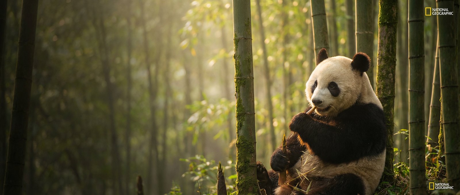 高清3D动漫动物写真与视频社区